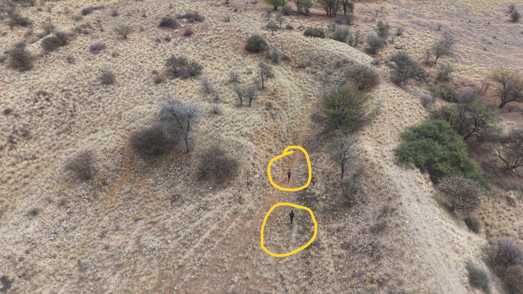Thieves escaping the farm